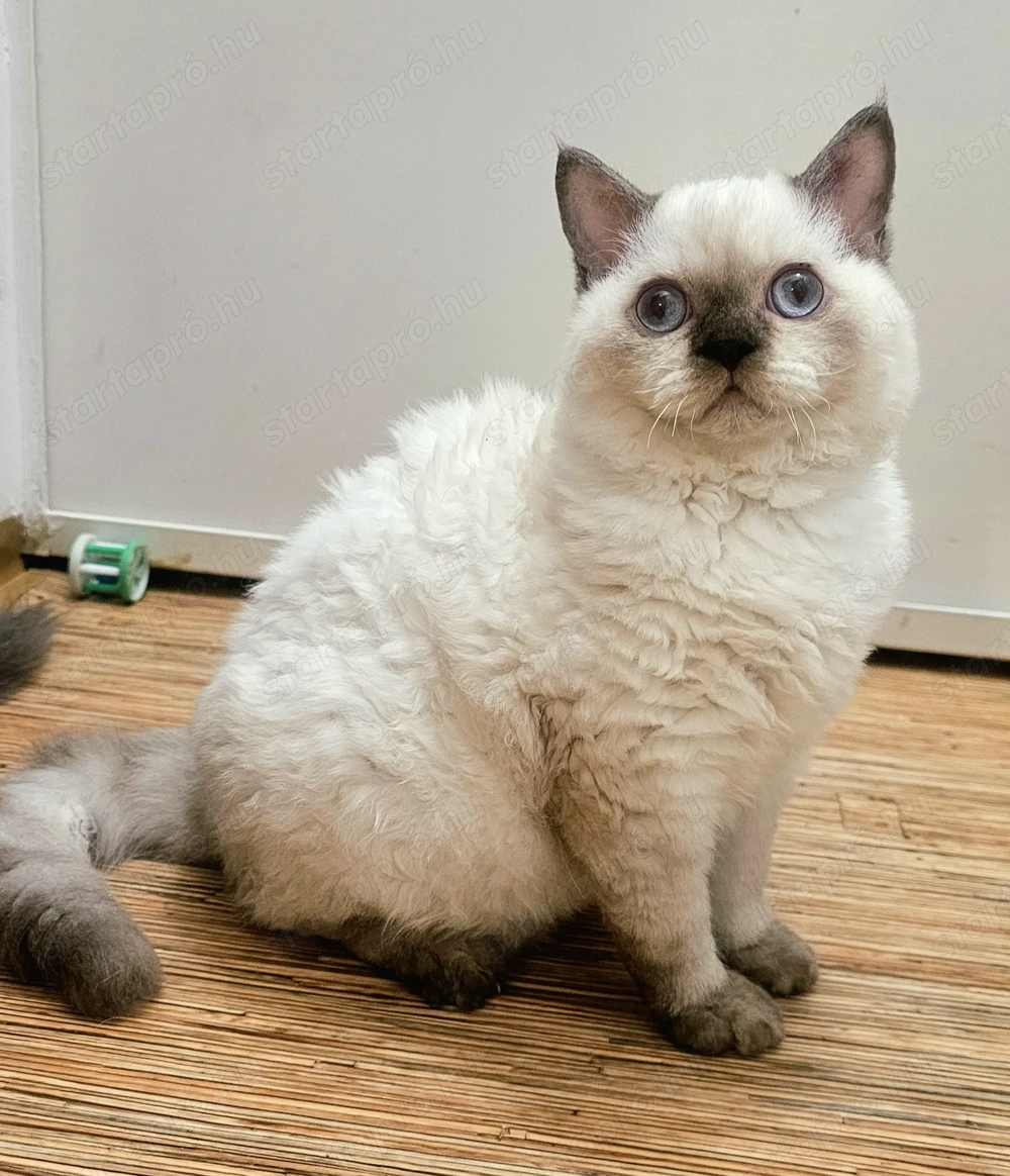 Tenyésztőtől eladó Selkirk Rex göndör szőrű kisfiú cica