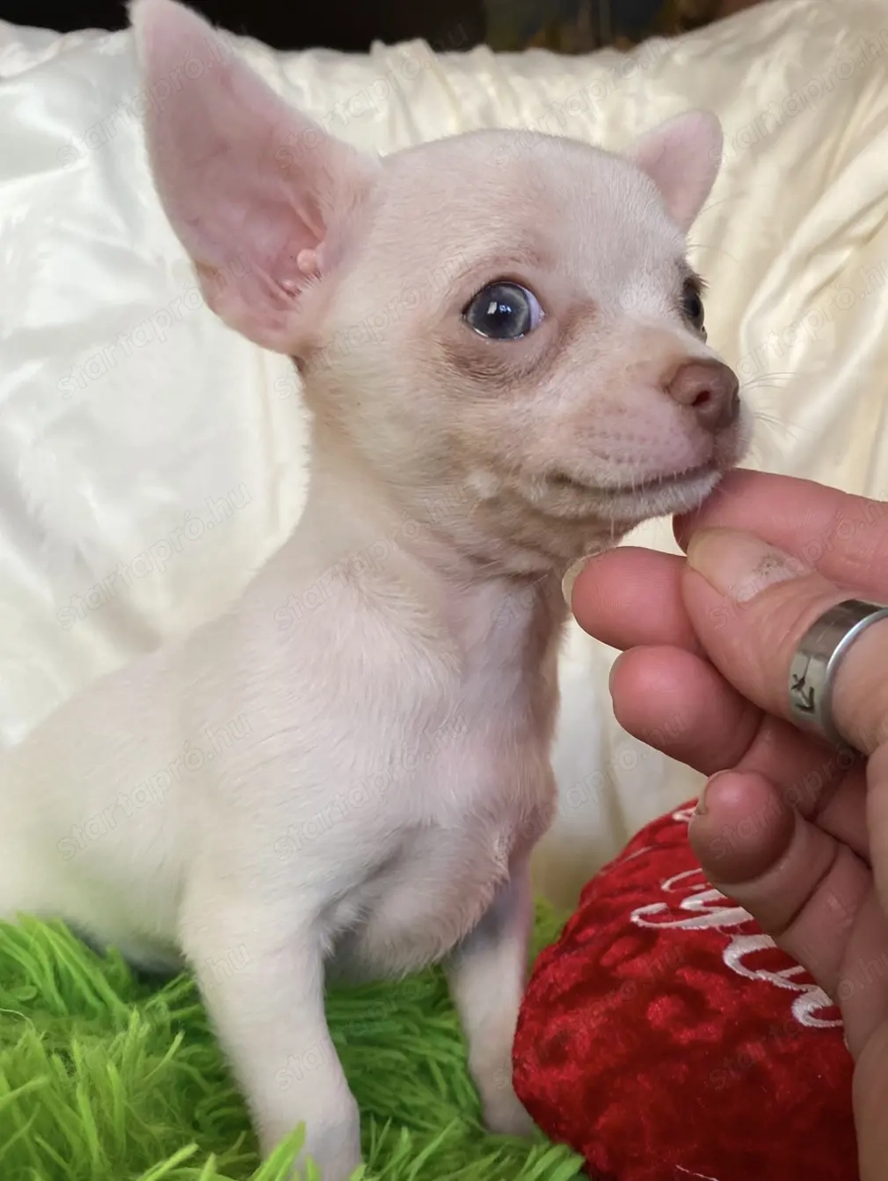 Csivava kiskutya eladó!