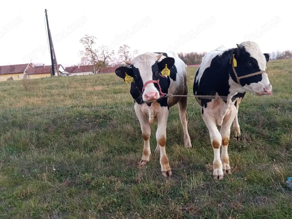 Holstein friz Bikák eladók! 