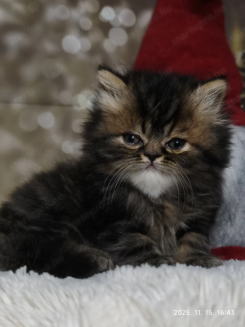 Perzsa kandúr alatvalót keres