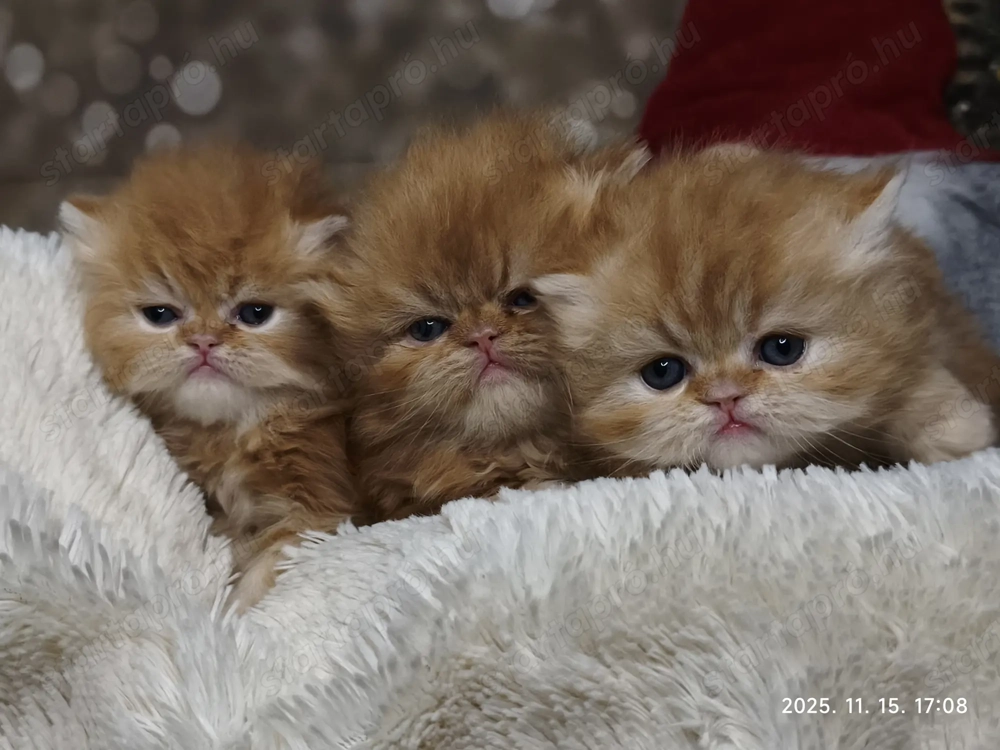 Perzsa vörös csapat szolgálókat keresnek