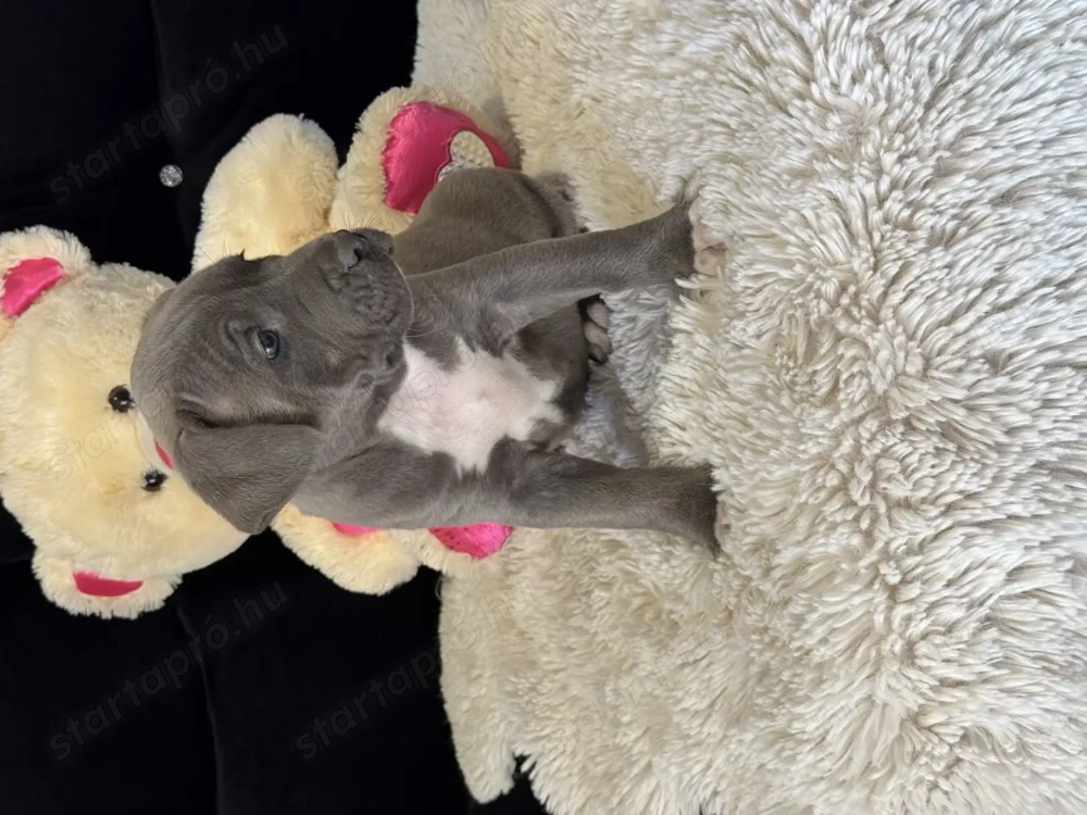 Eladó Minőségi kék Amerikai Stafford kölykök