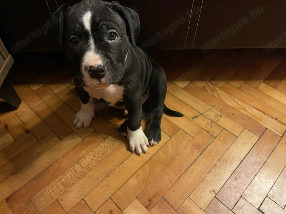 Ingyen elvihető kiskutya