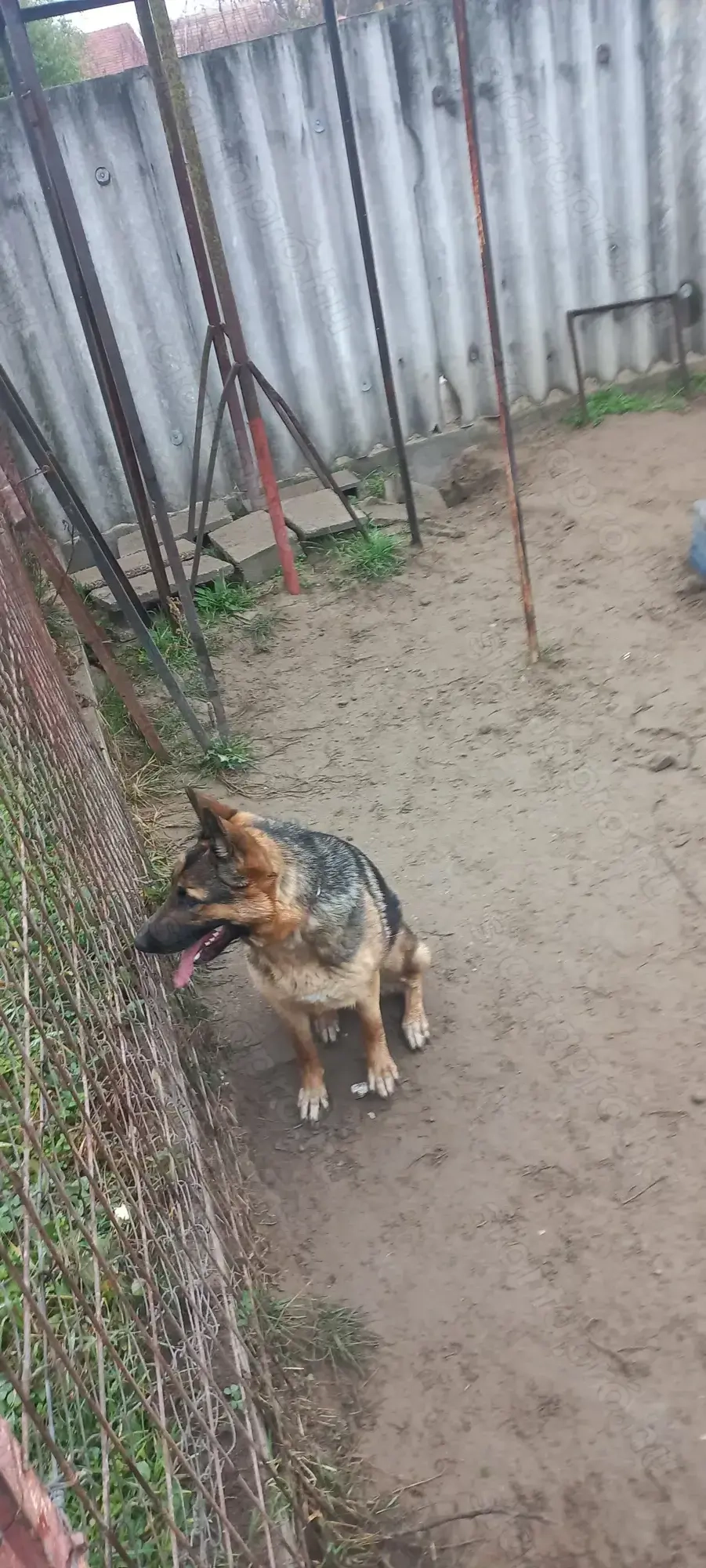 Német juhász ajándékba elvihető 10 hónapos kutya  németjuhász 