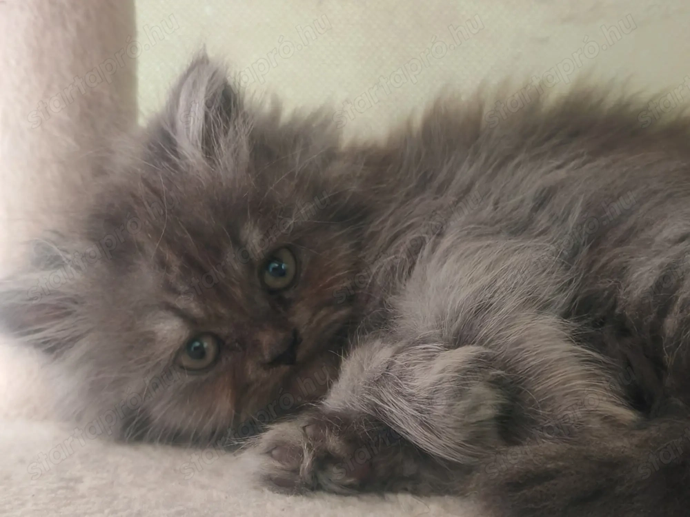 Csincsilla Perzsa gazdisodna