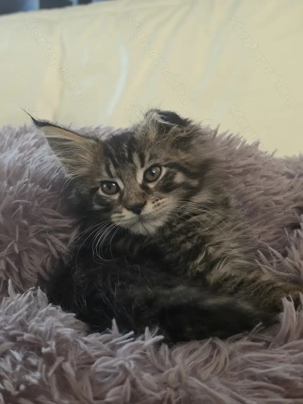 Maine coon kiskandúr kiscica 