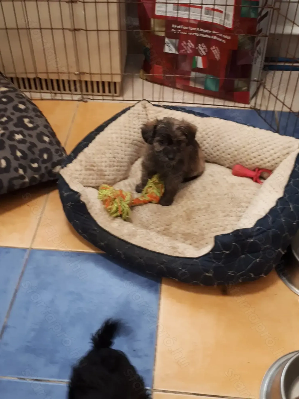 Hibrid yorki- uszkár.gyerekek eladóak.