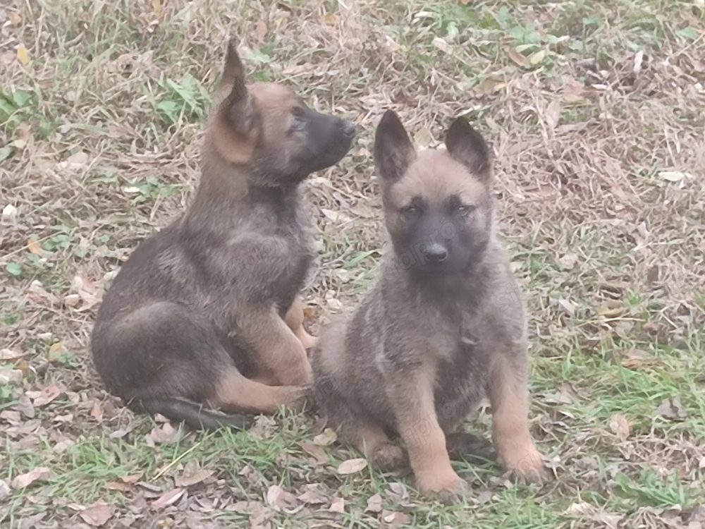 Belga juhász , malinois , 