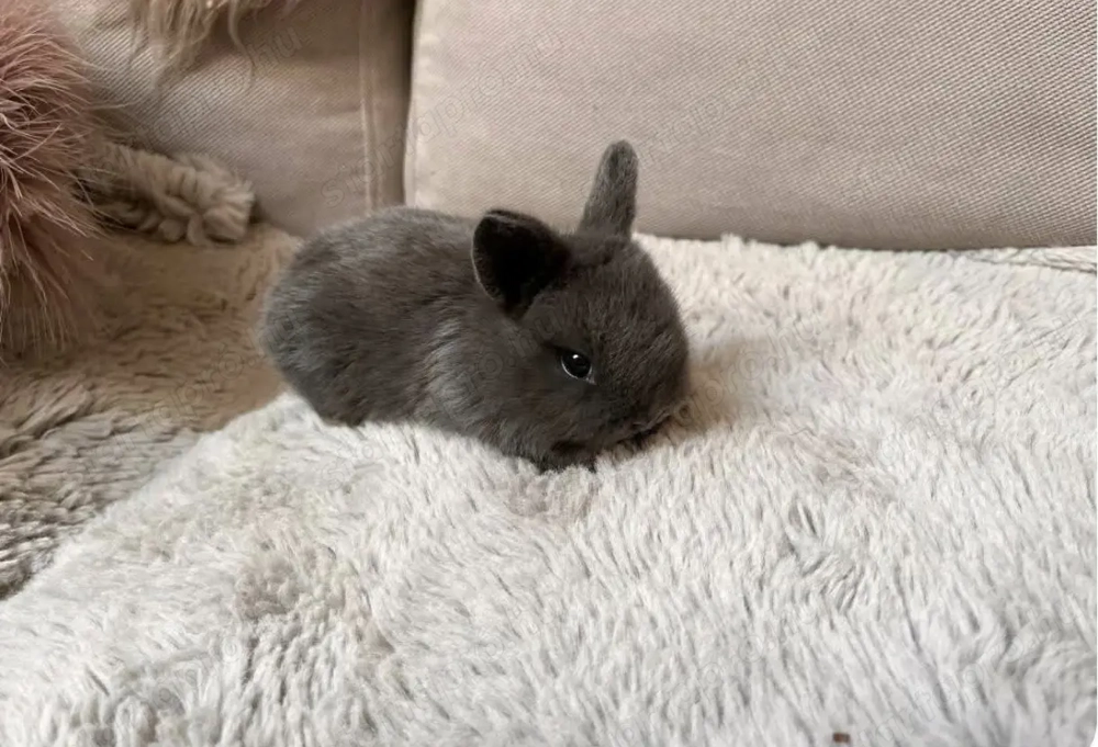 Holland törpe nyuszi eladó 