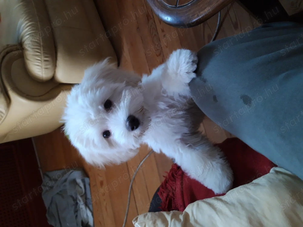 Maltipo jellegű kan kutyus 