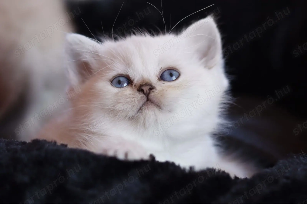 eladó brit rövidszőrű kis cicák törzskönyvezettek 