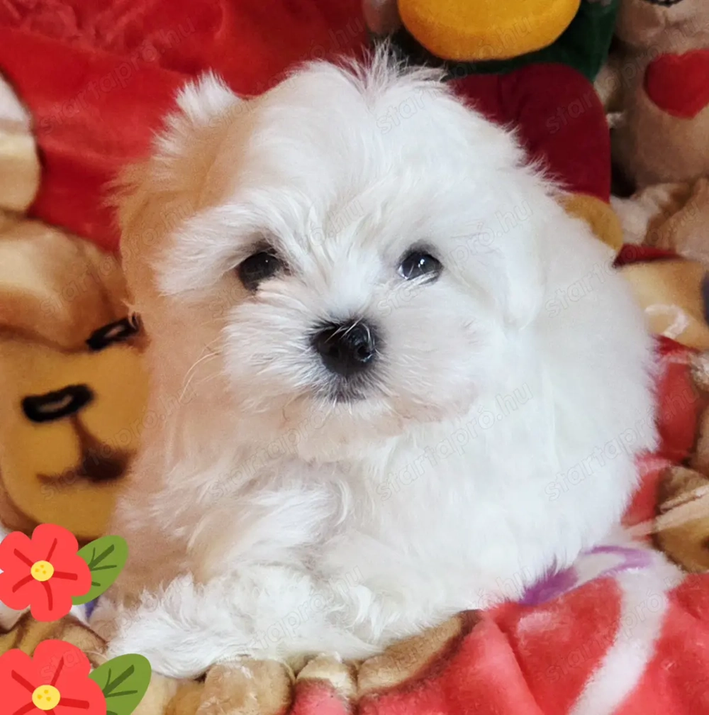 Törzskönyves szülőktől gyönyörűszép minőségi kis méretű Bichon Havanese kiskutyák eladók 