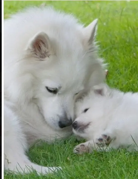 Német spicc kutyák már elvihetők 