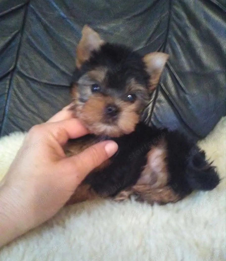 yorkshire terrier (yorki) kisfiúk eladóak