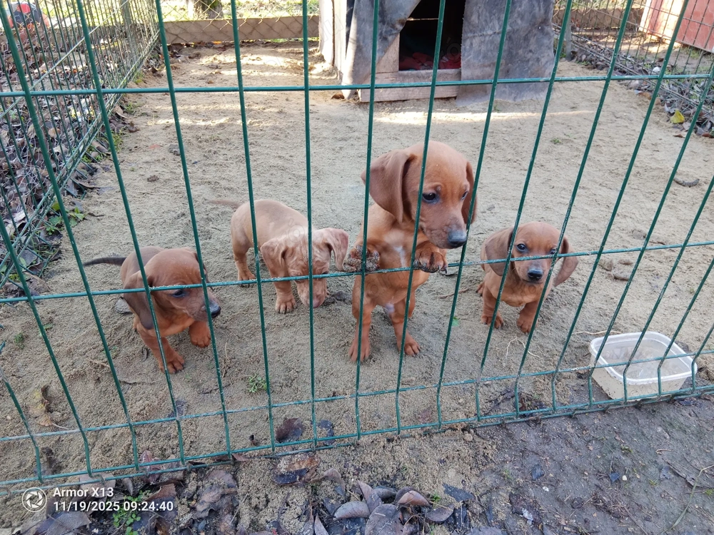 Tacsi fiúk 9 hetesen eladók