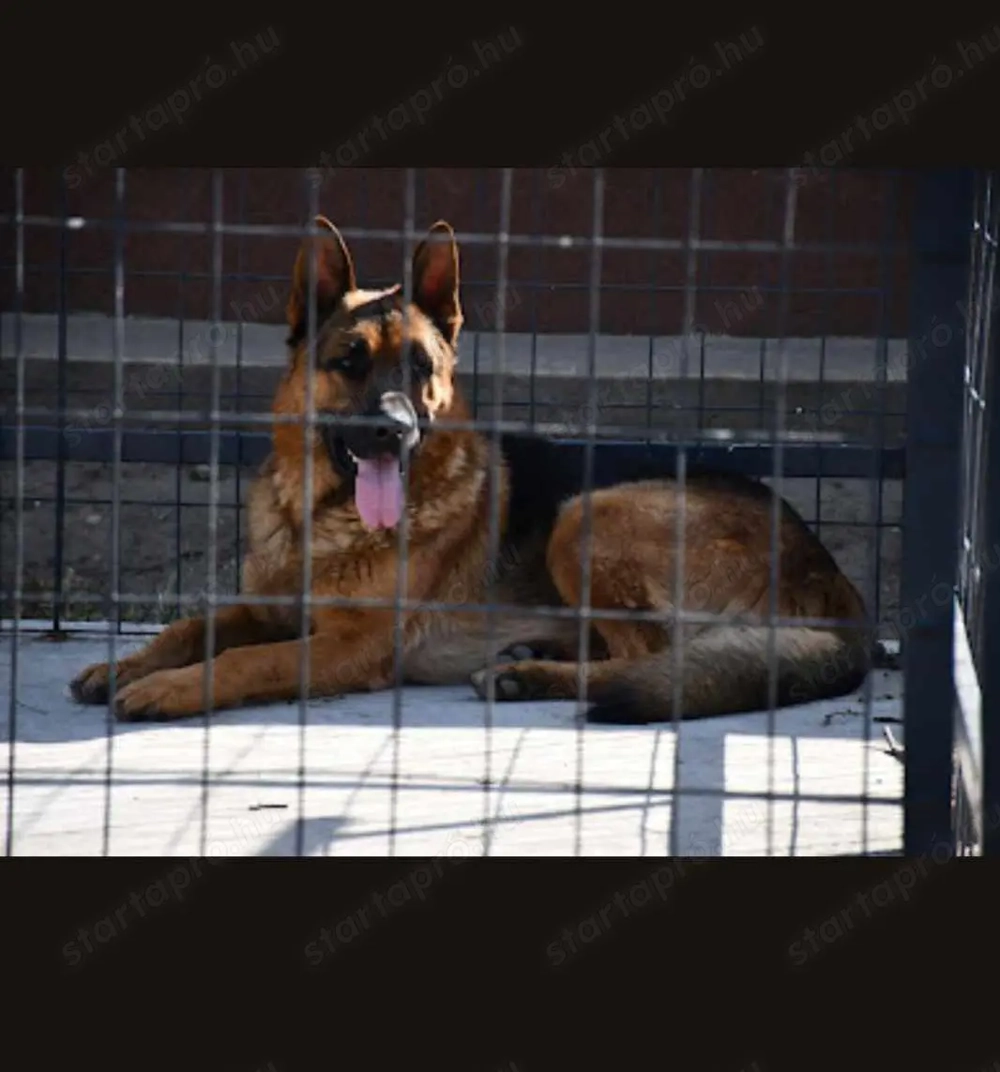 Németjuhász kiskutyák