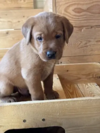 Labrador kölykök kutyusok