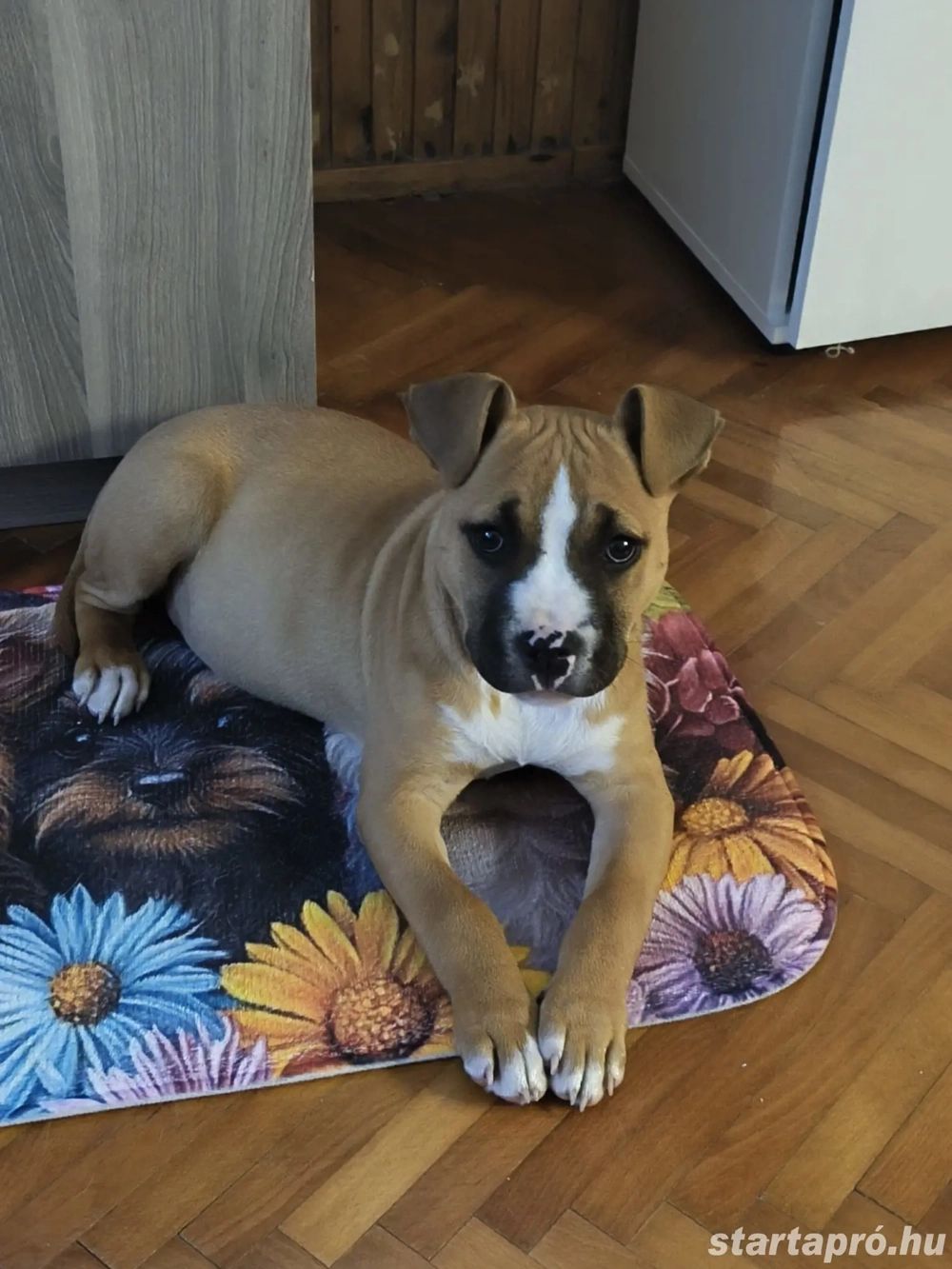 eladó kiskutya 