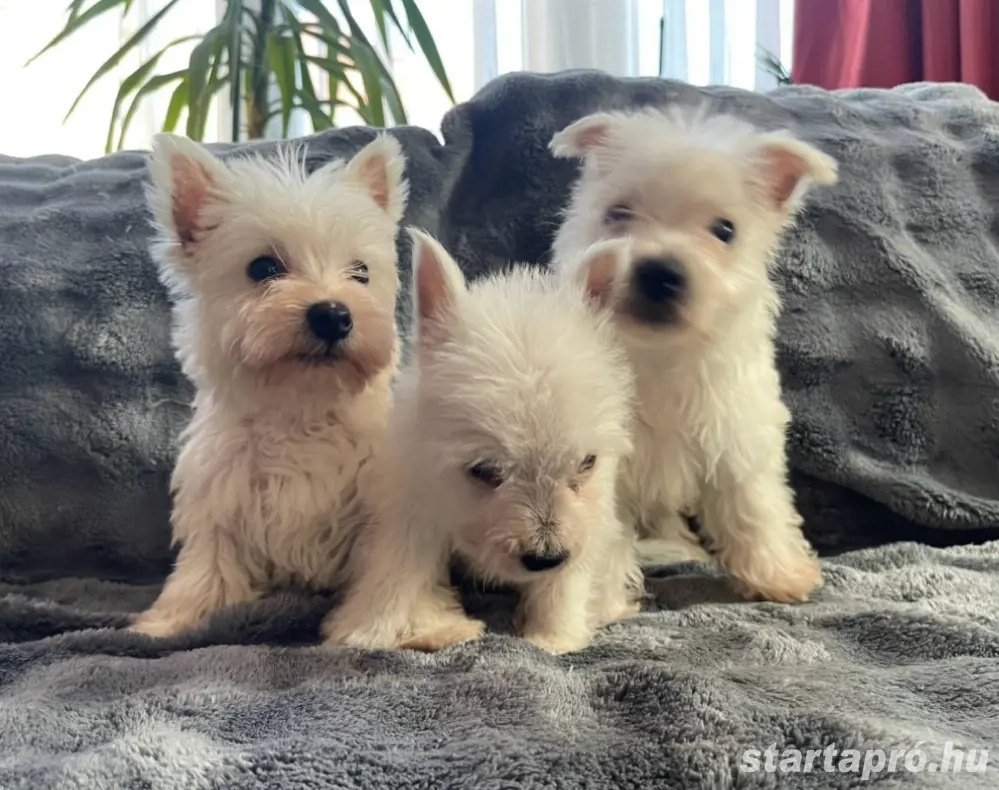 Westie kiskutyák