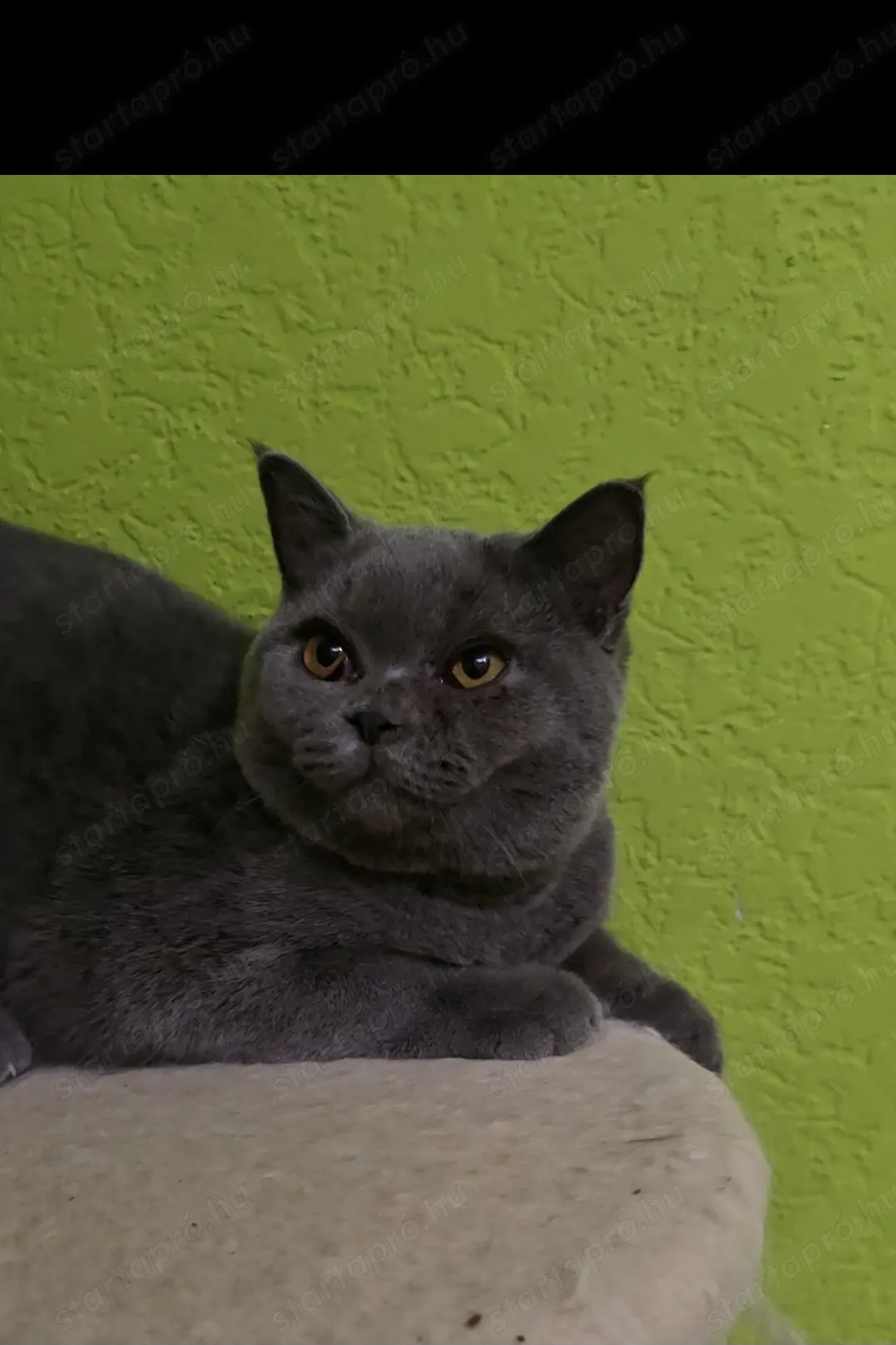 Törzskönyvezett Brit lányka