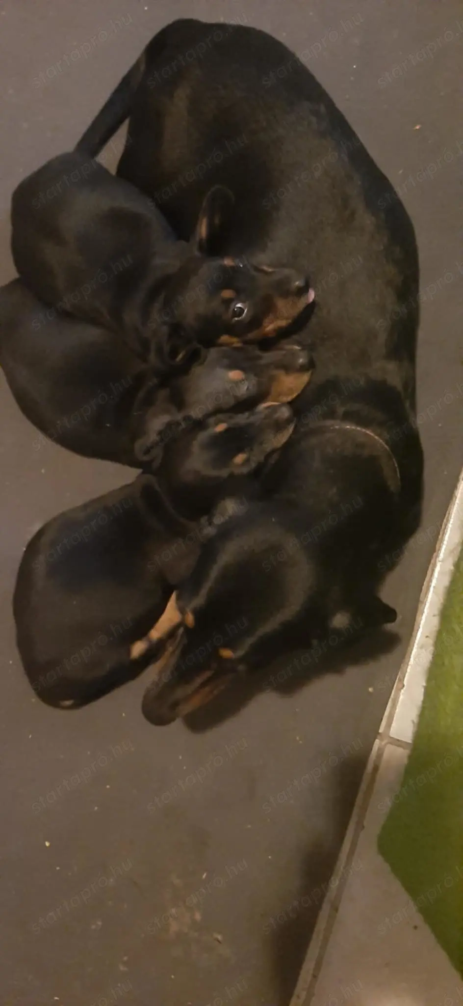 Tacskó kölykök 8 hetesek