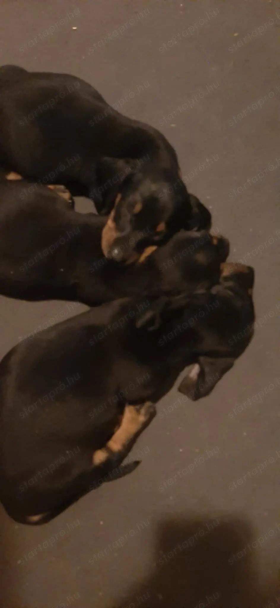 Tacskók Cegléd környékén T.: 06 20 961 9874