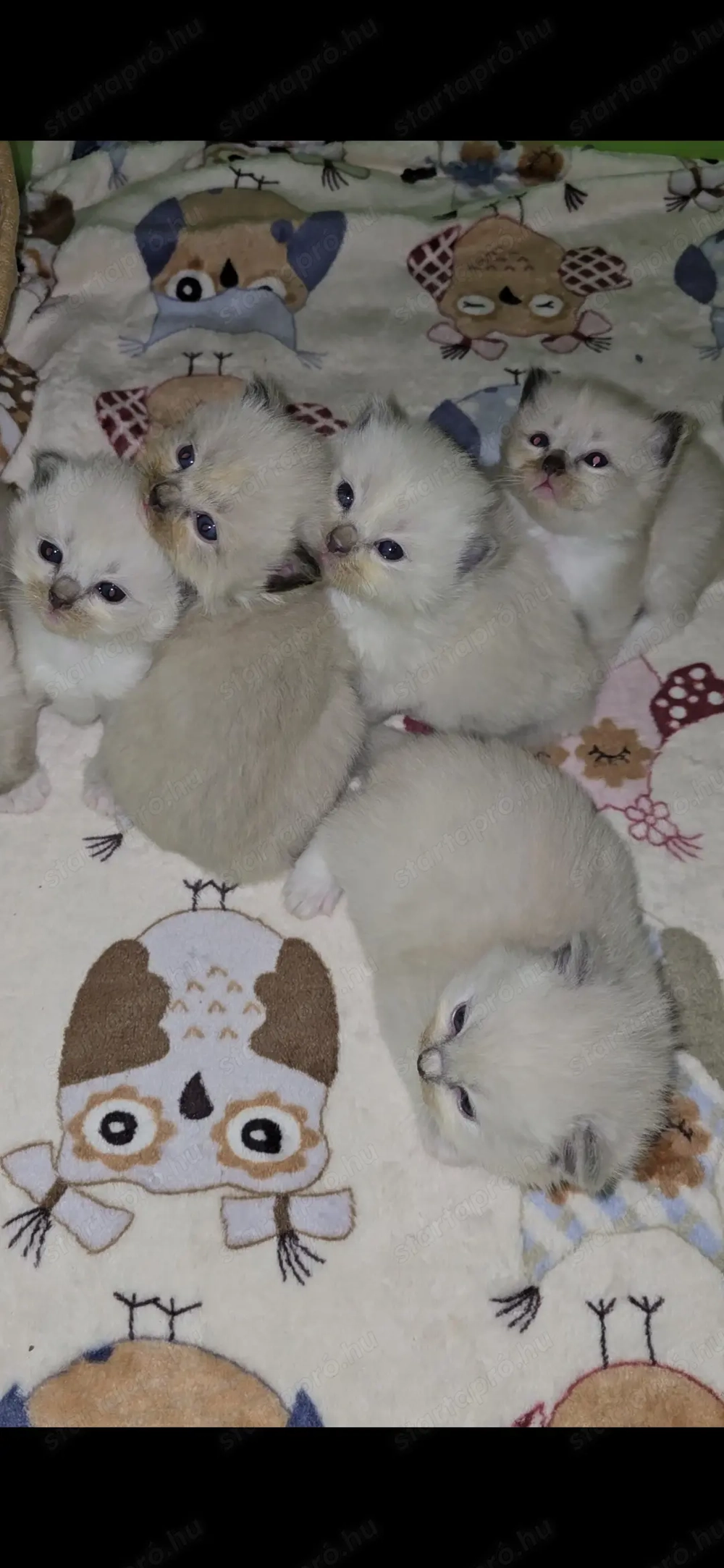 Törzskönyves Ragdoll szépségek