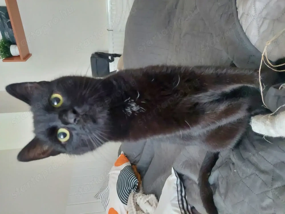 Kiskorom cica gazdira vár