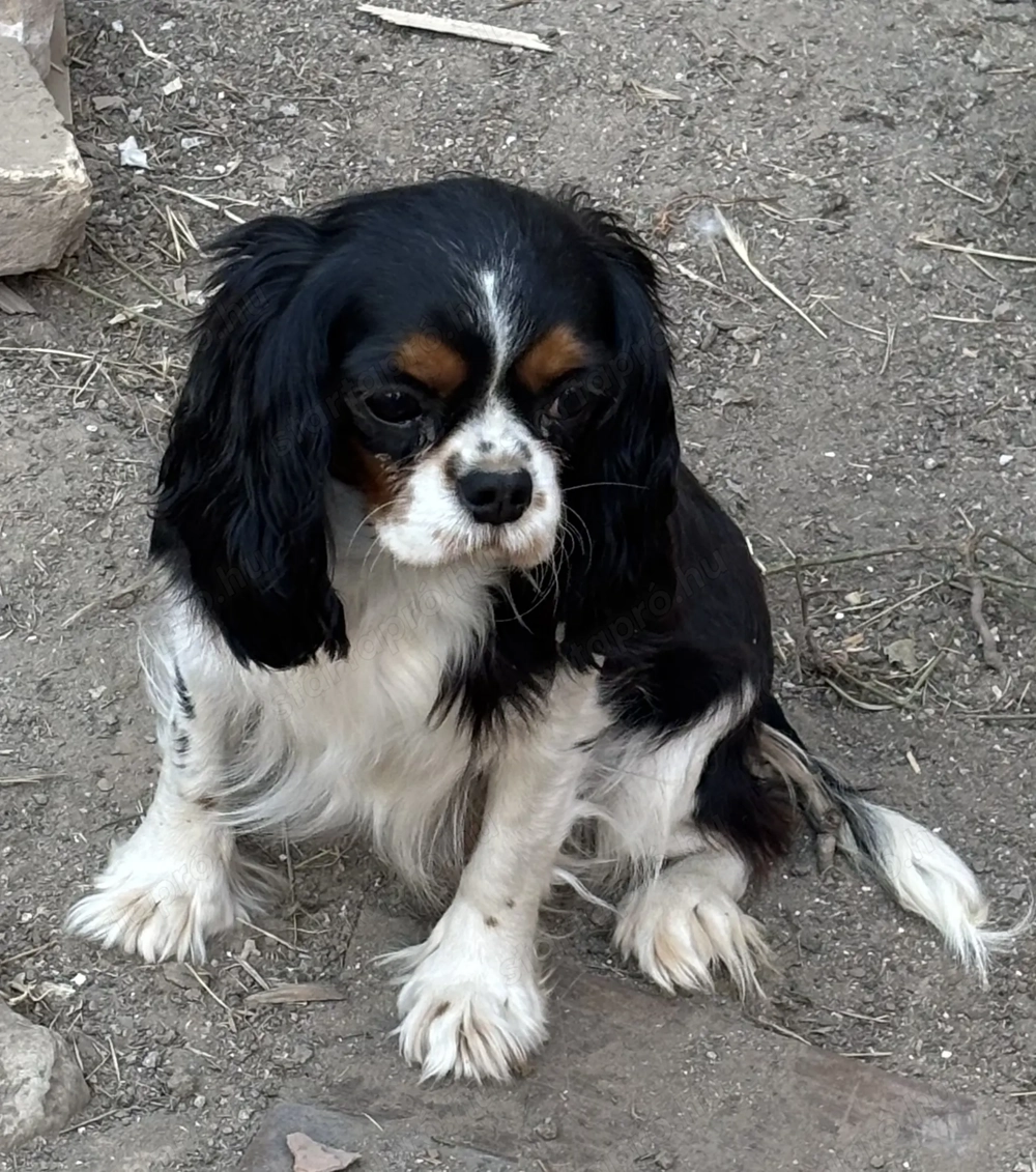 Cavalier spániel lány eladó