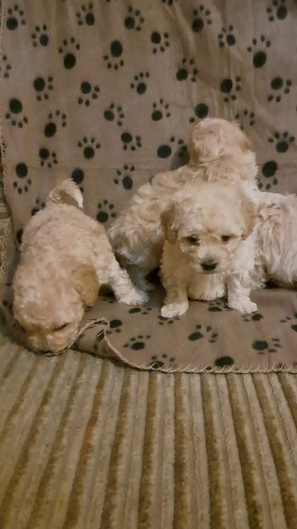 Maltipo bébik keresik hűséged társukat!