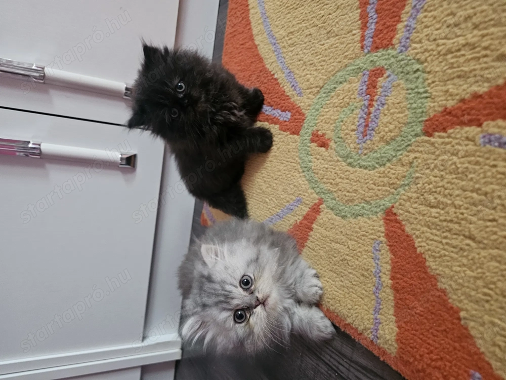 Perzsa cicák 2fiu 1 lány