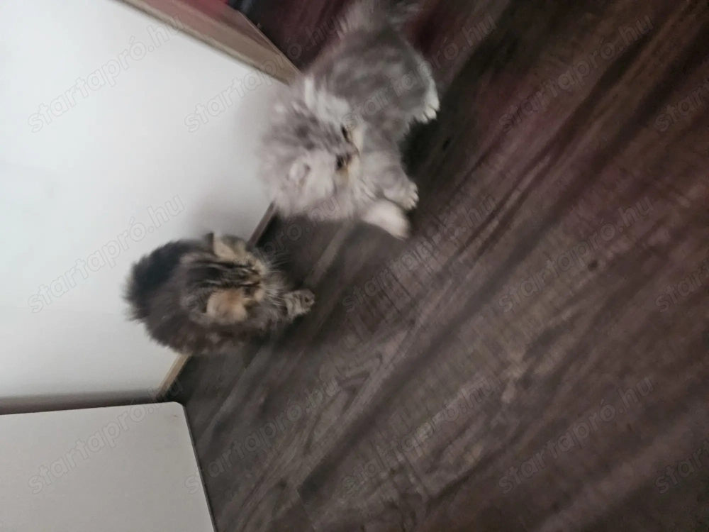 Perzsa cicák eladók