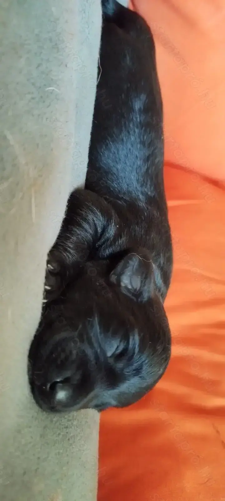 Doxiepoo kölyök szerető gazdit keres.