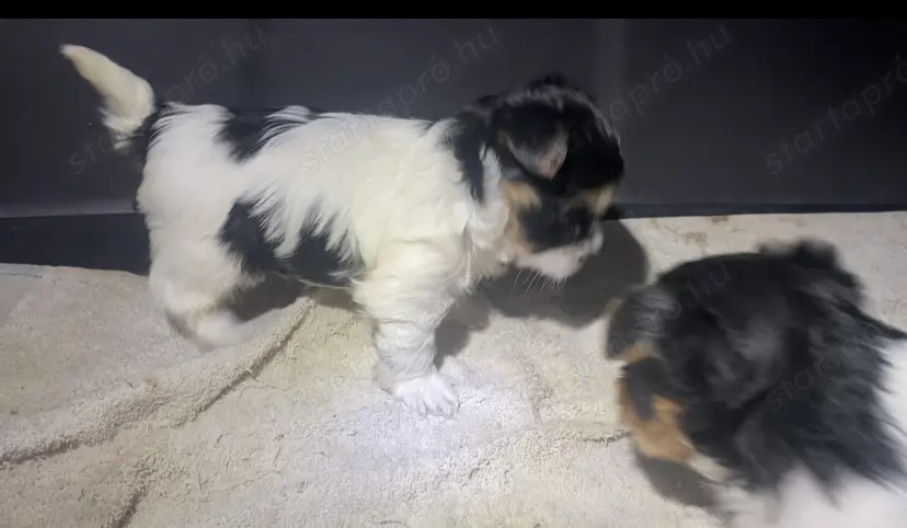 Biewer yorkie kisfiú 