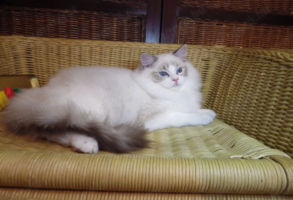 Maya Ragdoll cat! Seal Lynx Bicolorl  