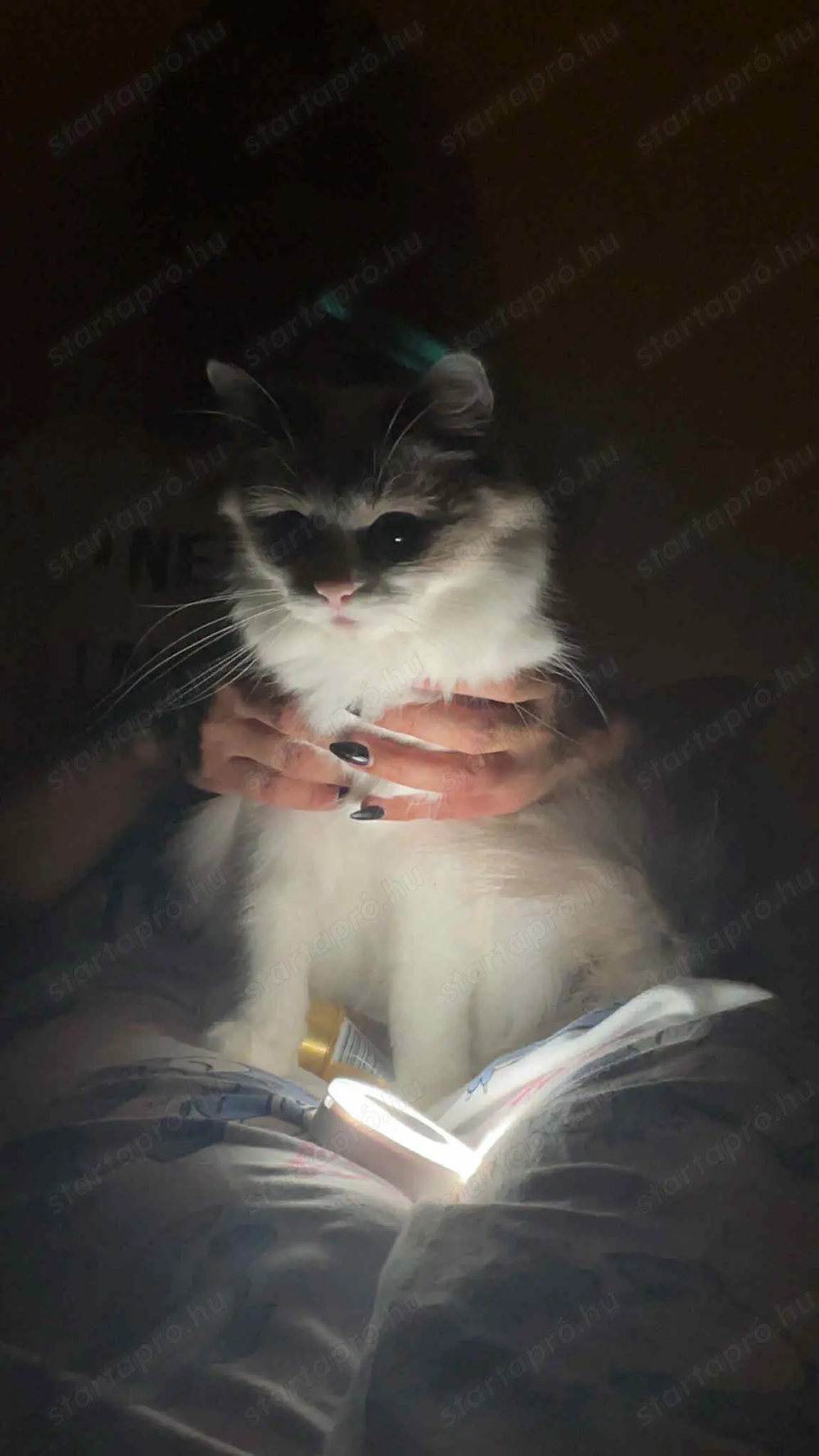 Játékos Ragdoll cica eladó