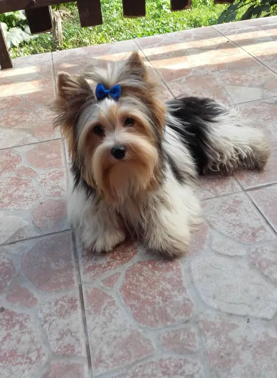 Yorki Yorkshire  biewer  2 hónapos kisfiú  oltva eladó!