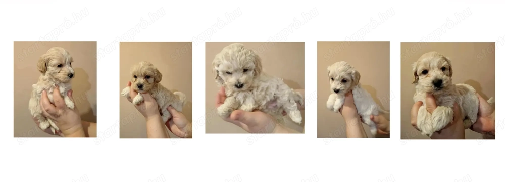 Maltipoo fajtatiszta jellegű Szuka kiskutyák