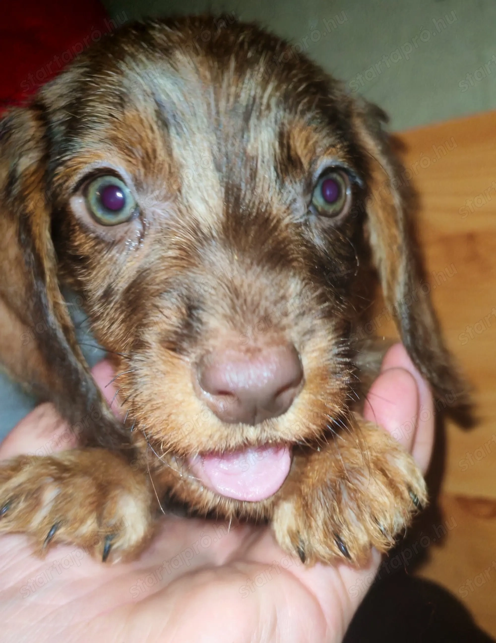 Harlekin szálkás szőrű tacskó kölykök 