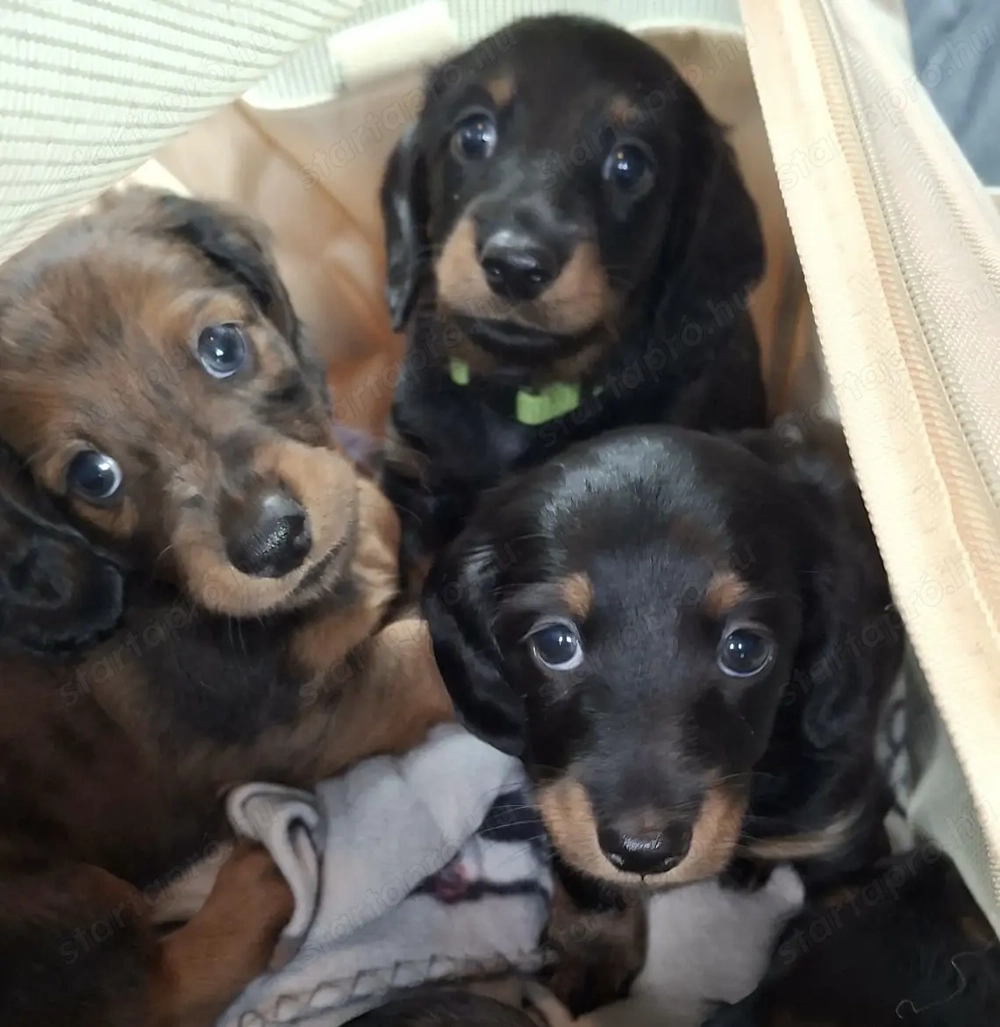 Hosszúszőrű tacskók 