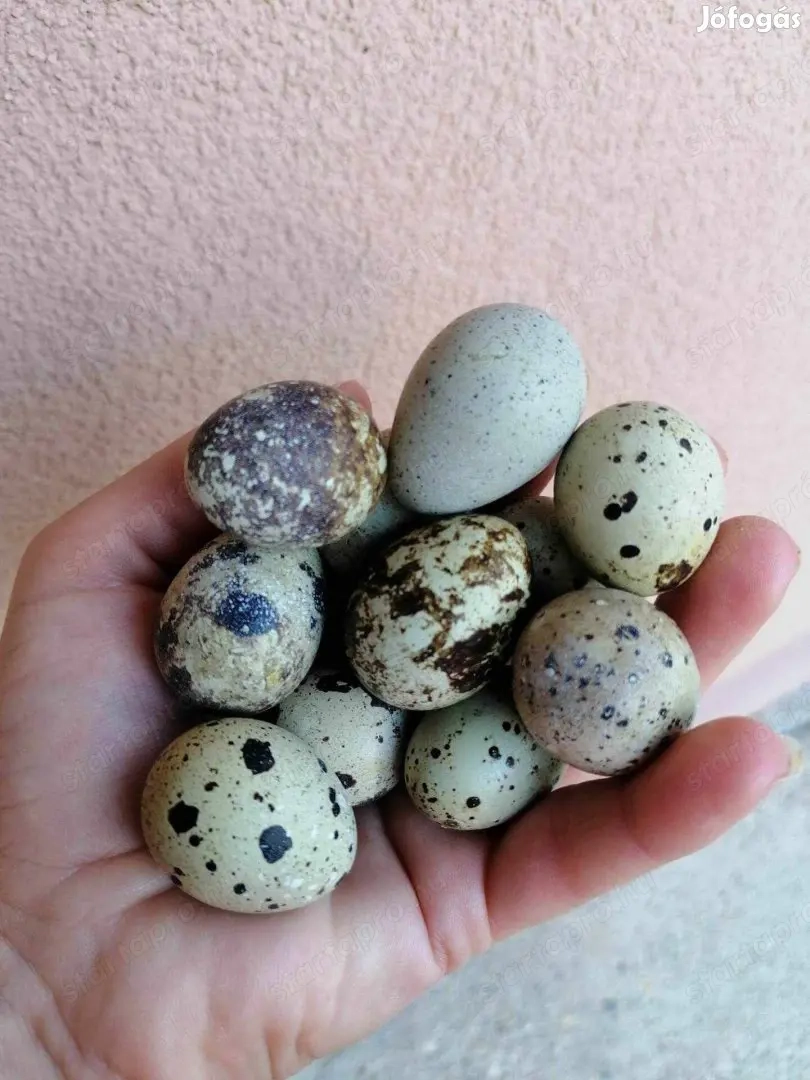 Fürj tojás eladó