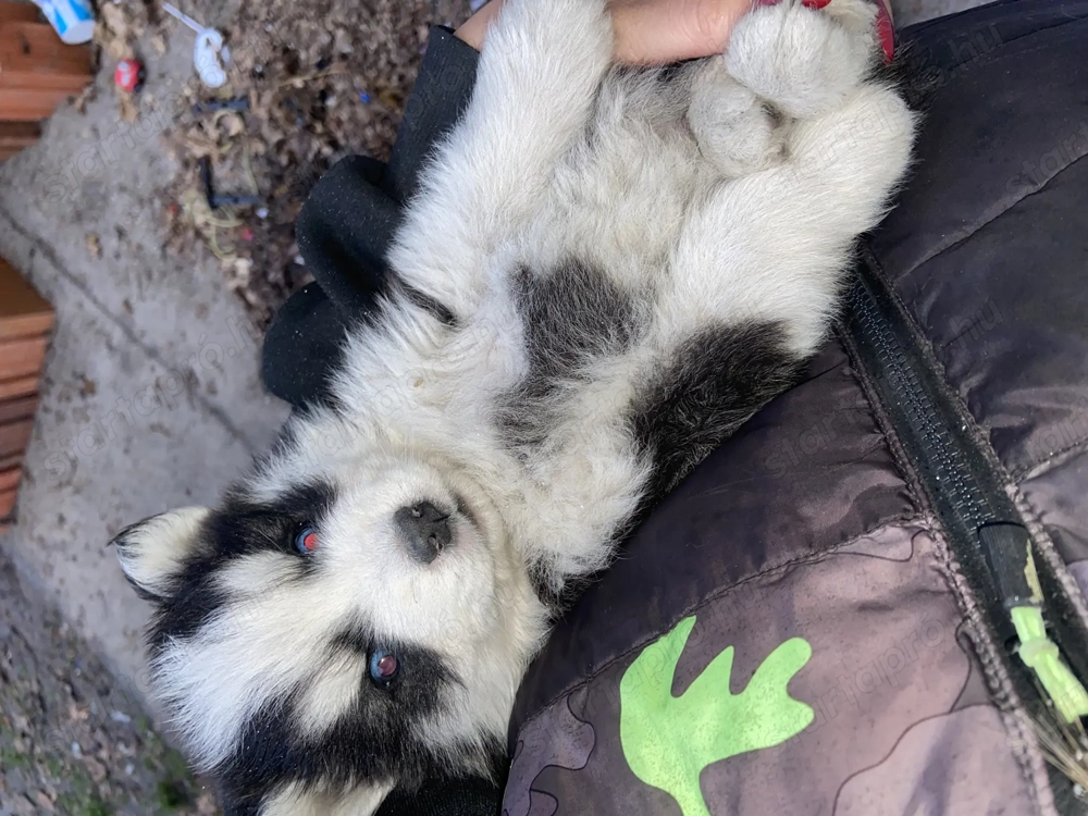 Husky felemás szemű kisfiú