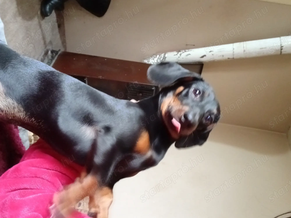 Elado tacskó kölyök