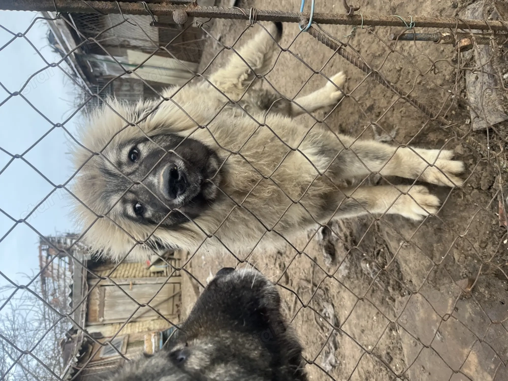 Kaukázusi juhász kan kutyus elsdó