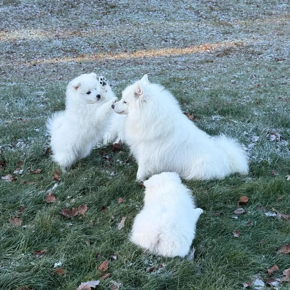 Spicc kislány,német spicc gazdisodna