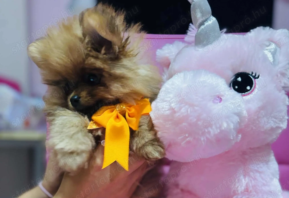 Torzskonyves Pomeraniai Spiccek