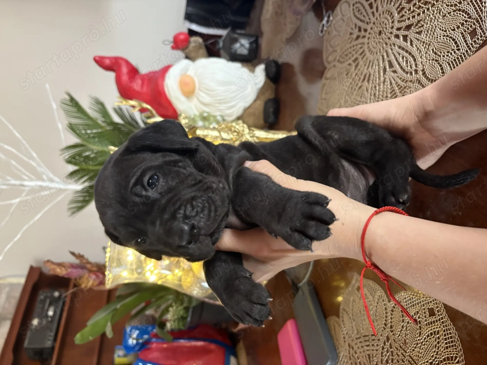 Cane corso babák 