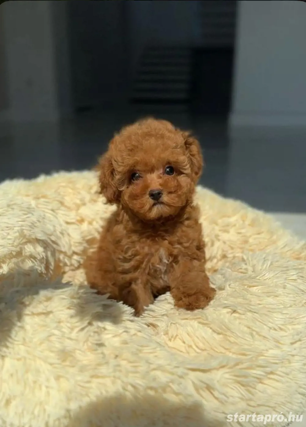 toy uszkár kiskutyák