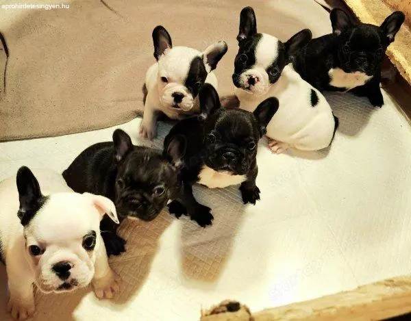 Francia Bulldog   Kiváló Kölykök