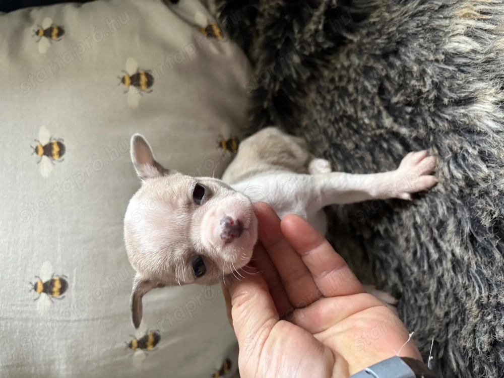 Tündérkerti Manó Fci kennel